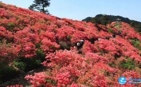 2018贵州毕节百里杜鹃花节攻略花期+交通+地点+门票