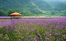 北京哪里有花海 北京花海在哪个地方