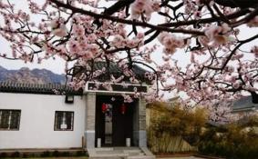 2018北京凤凰岭杏花节有什么活动 北京凤凰岭杏花节游玩攻略/路线